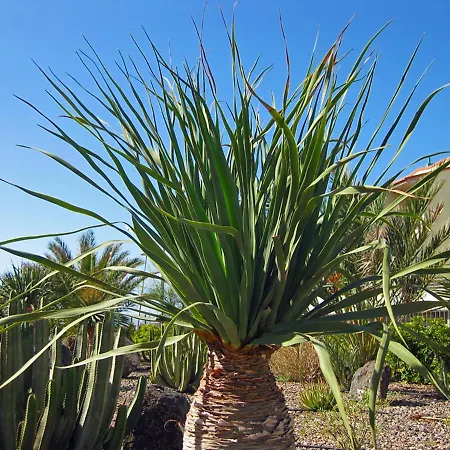 Apartman Casa Medano 34